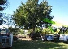 Kwikfynd Tree Management Services
manoorasa